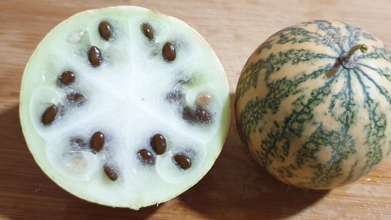 الفوائد العلاجية لنبات الحنظل