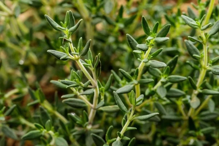 الفوائد العلاجية لنبات الزعتر