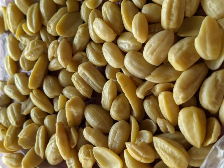 الفوائد العلاجية لبلح الحرارة